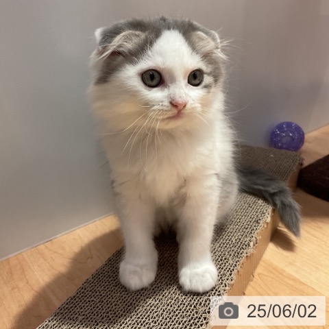 スコティッシュフォールドの写真