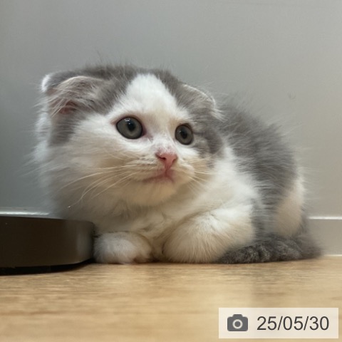 スコティッシュフォールドの写真