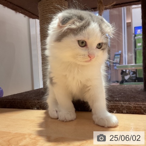 スコティッシュフォールドの写真