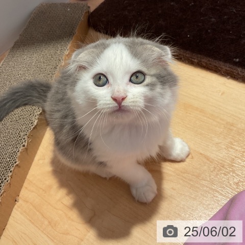 スコティッシュフォールドの写真