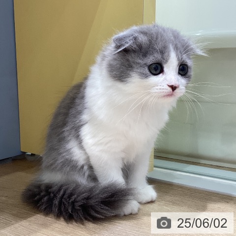 スコティッシュフォールドの写真
