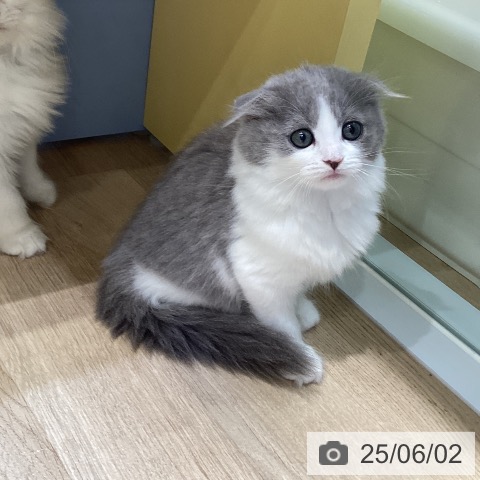 スコティッシュフォールドの写真
