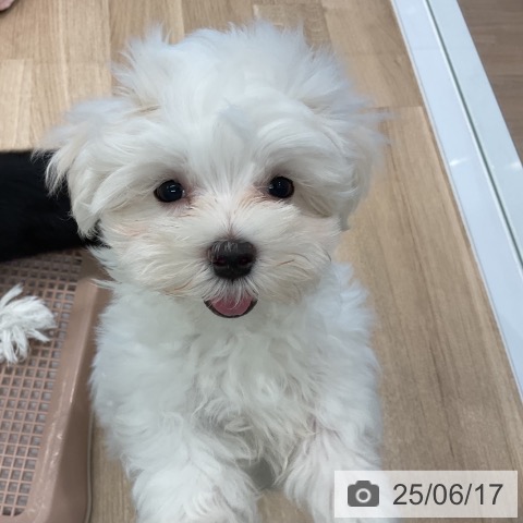 マルチーズの写真