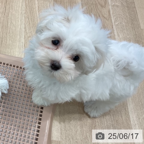 マルチーズの写真