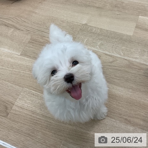 マルチーズの写真