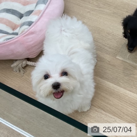 マルチーズの写真