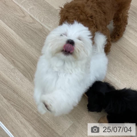 マルチーズの写真