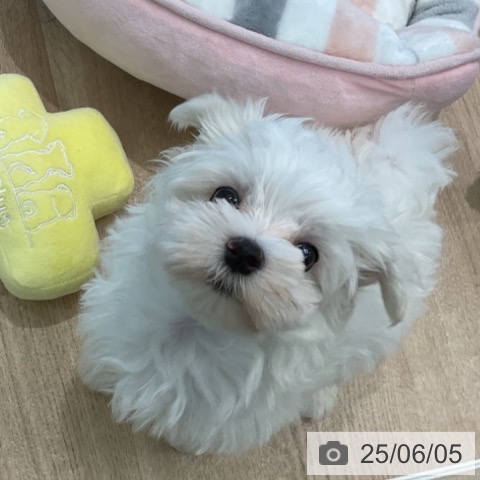 マルチーズの写真