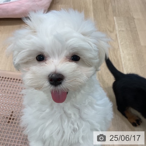 マルチーズの写真