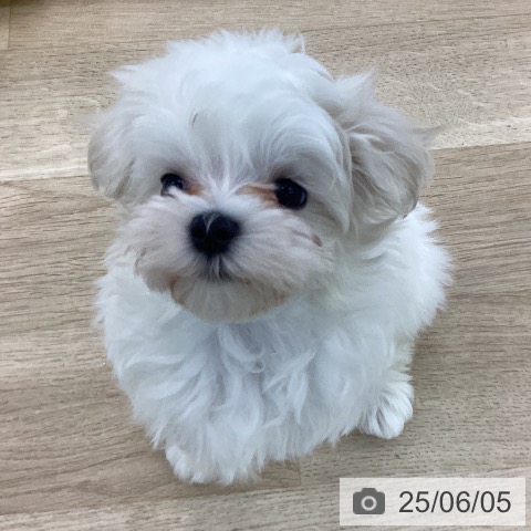 マルチーズの写真
