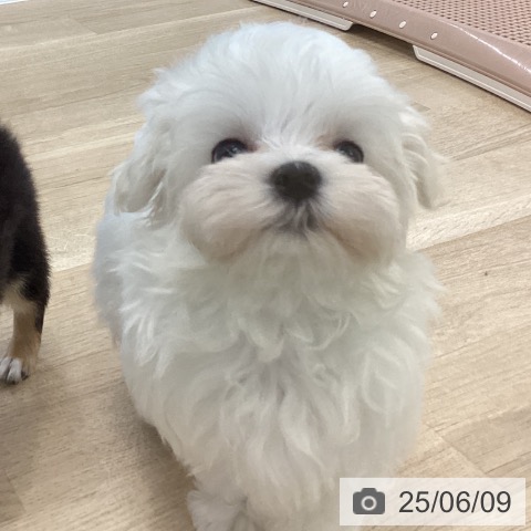 マルチーズの写真