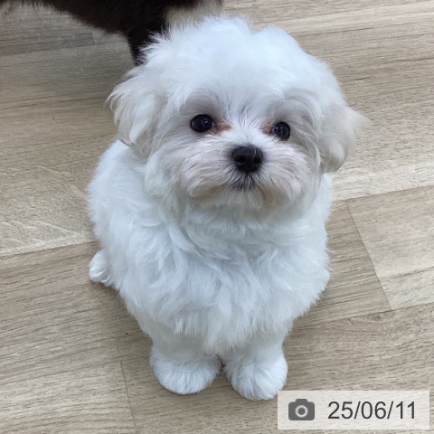 マルチーズの写真