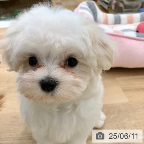 マルチーズの写真