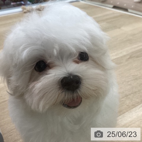 マルチーズの写真