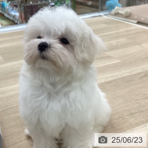 マルチーズの写真