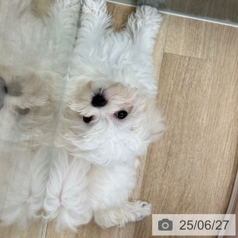 マルチーズの写真