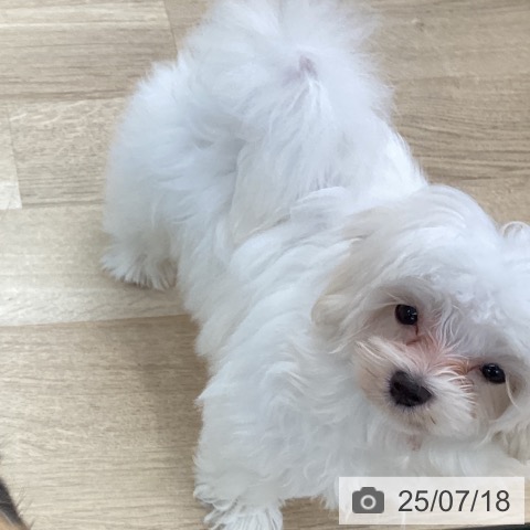 マルチーズの写真