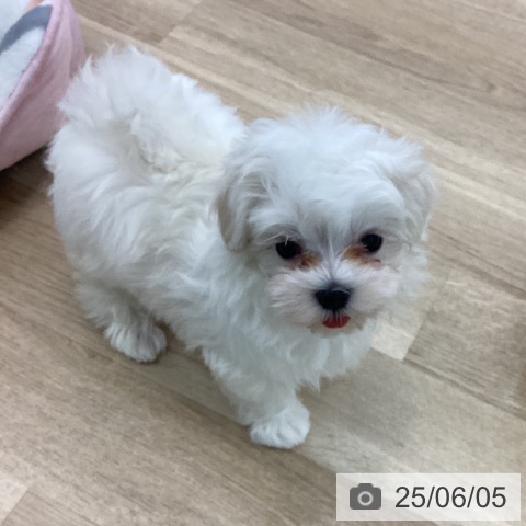マルチーズの写真
