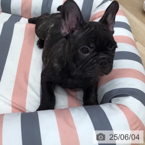 フレンチ・ブルドッグの写真