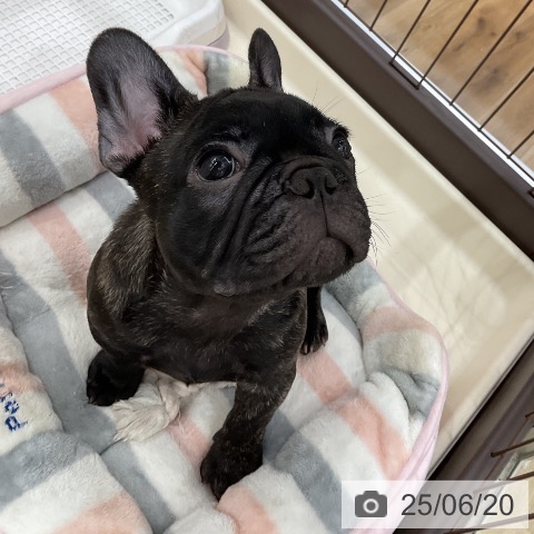 フレンチ・ブルドッグの写真