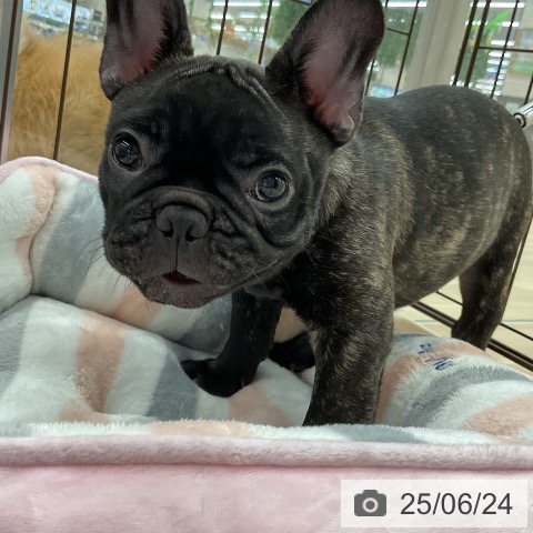 フレンチ・ブルドッグの写真