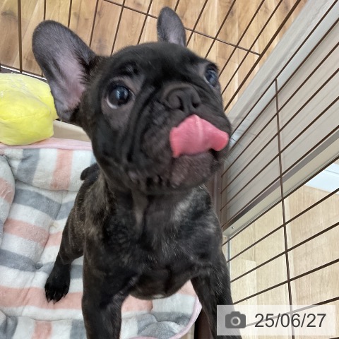 フレンチ・ブルドッグの写真