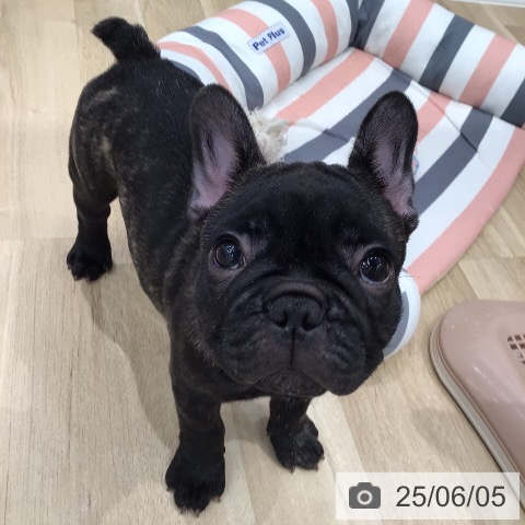 フレンチ・ブルドッグの写真