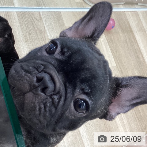 フレンチ・ブルドッグの写真