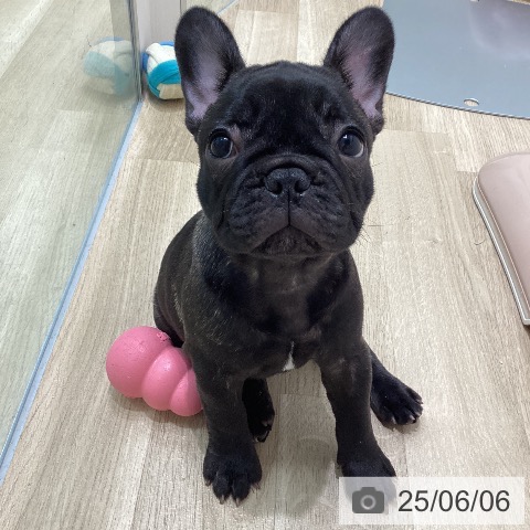 フレンチ・ブルドッグの写真