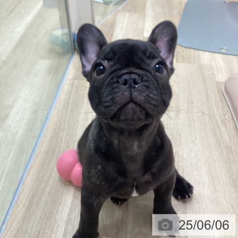 フレンチ・ブルドッグの写真