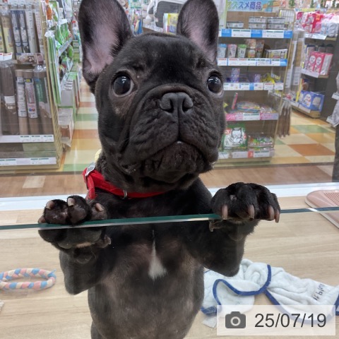 フレンチ・ブルドッグの写真