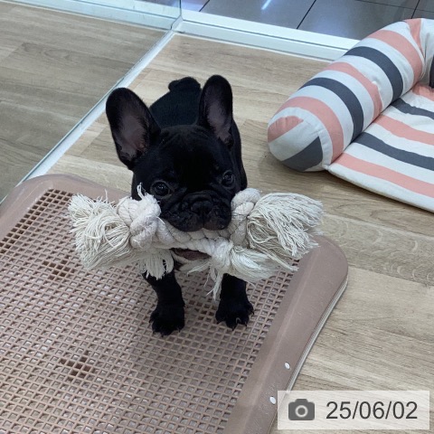 フレンチ・ブルドッグの写真