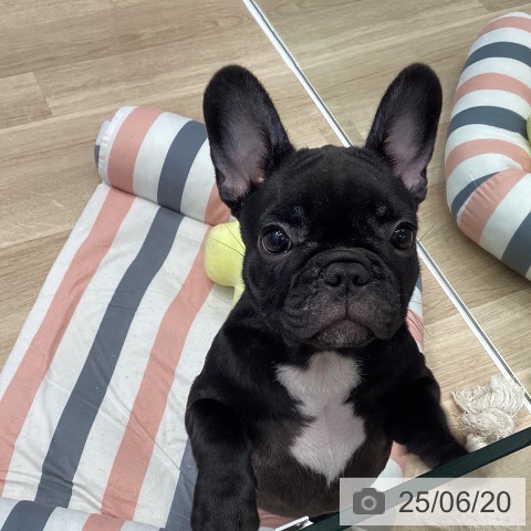 フレンチ・ブルドッグの写真