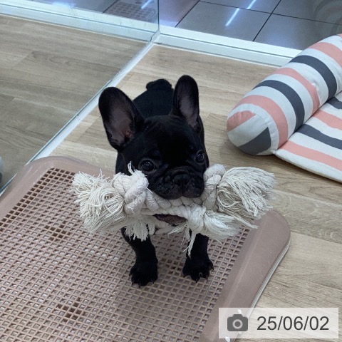 フレンチ・ブルドッグの写真