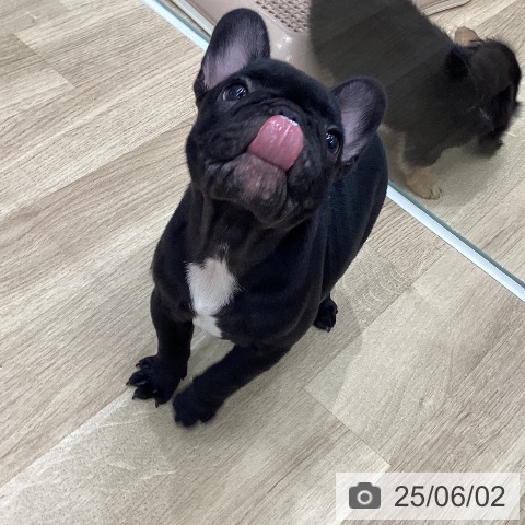 フレンチ・ブルドッグの写真