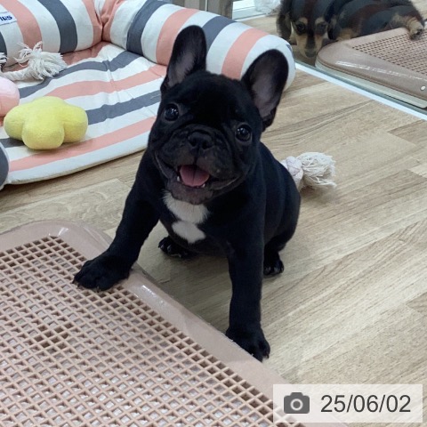 フレンチ・ブルドッグの写真