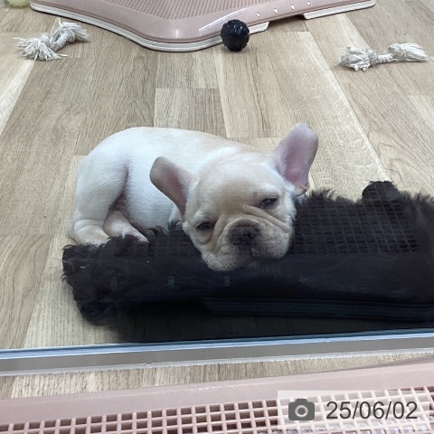 フレンチ・ブルドッグの写真