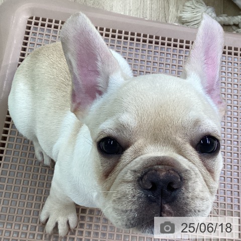 フレンチ・ブルドッグの写真