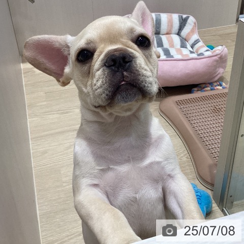 フレンチ・ブルドッグの写真