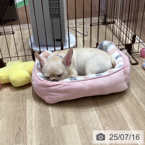 フレンチ・ブルドッグの写真