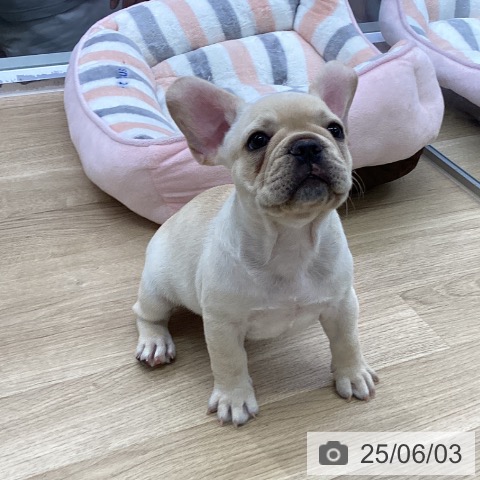 フレンチ・ブルドッグの写真