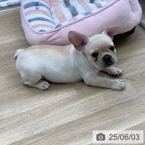 フレンチ・ブルドッグの写真