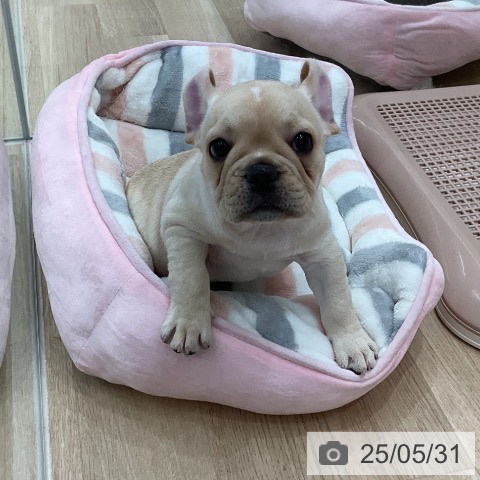 フレンチ・ブルドッグの写真