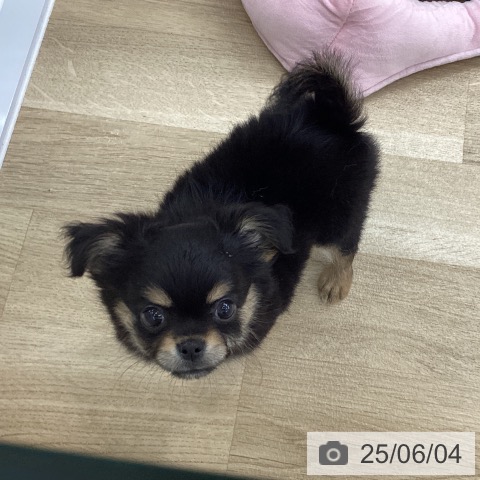 チワワの写真