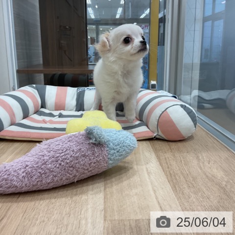 チワワの写真