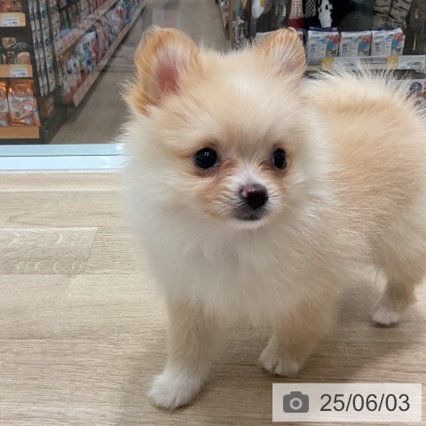 ポメラニアンの写真