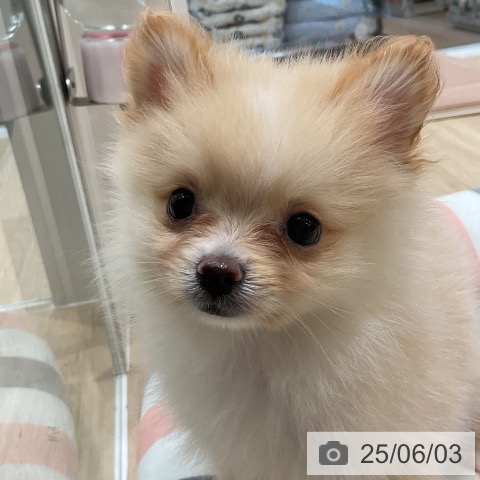 ポメラニアンの写真