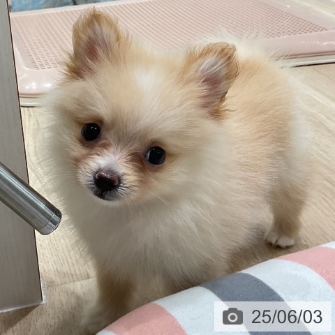 ポメラニアンの写真