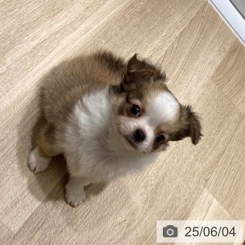 チワワの写真