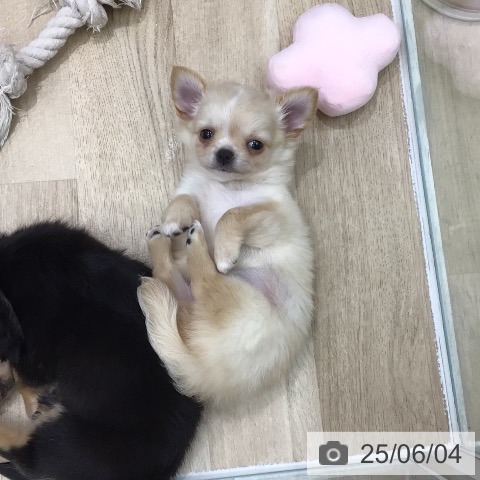 チワワの写真